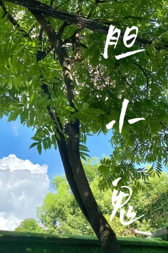 胆小鬼